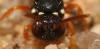 Nomada errans